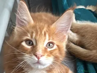 Maine Coon cats Pure breed XXL Maine Coon kittens - Advert 2
