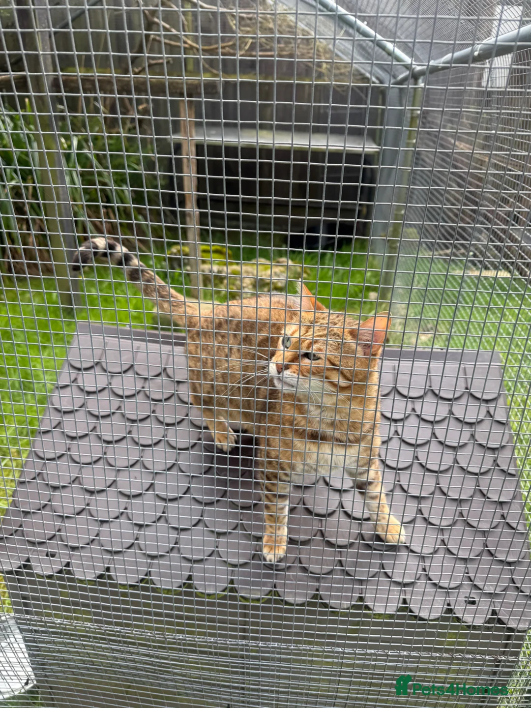 Bengal cats for sale: Beautiful Adult Bengals - Advert 1