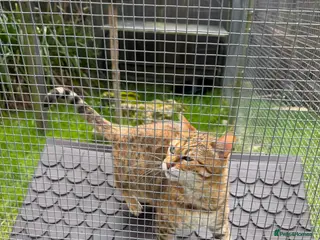 Bengal cats Beautiful Adult Bengals - Advert 17