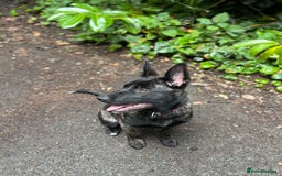 Belgian Shepherd Dog dogs for sale: Bonnie, 7 month old Belgian Malinois  - Image 3