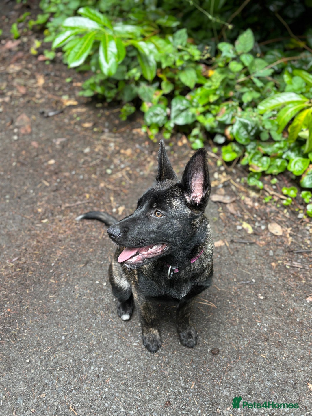 Belgian Shepherd Dog dogs for sale: Bonnie, 7 month old Belgian Malinois  - Image 3