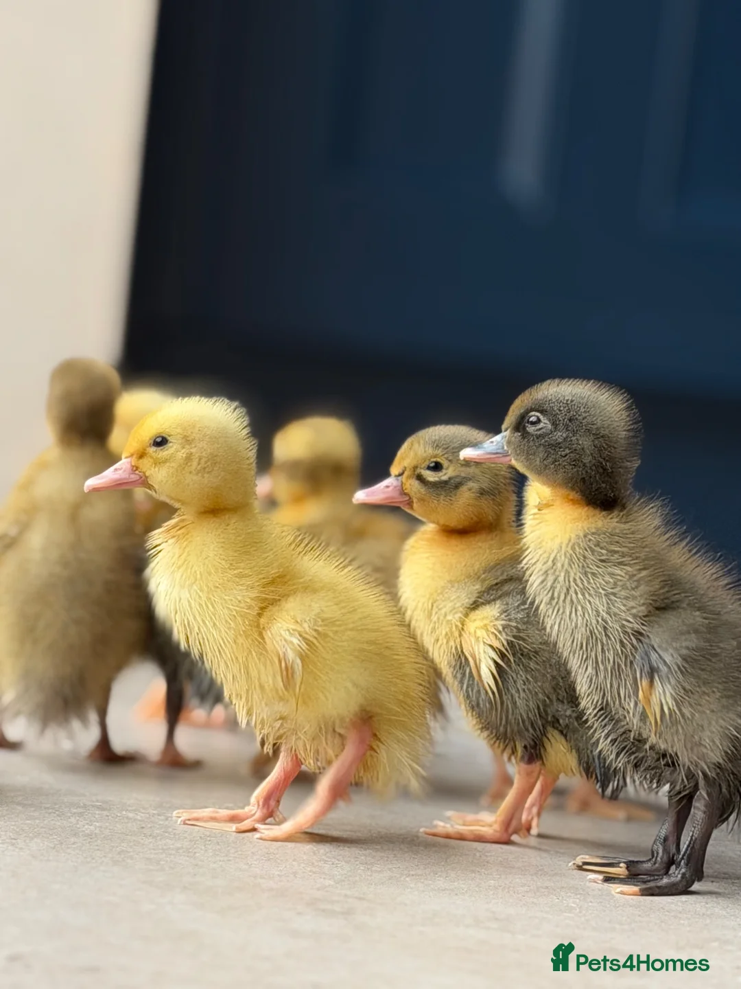 Ducks poultry for sale: Runner ducklings  - Advert 1