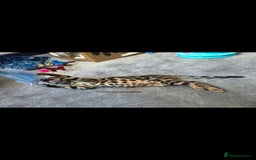 Ragdoll cats for sale: Bengal and Ragdoll - Image 3