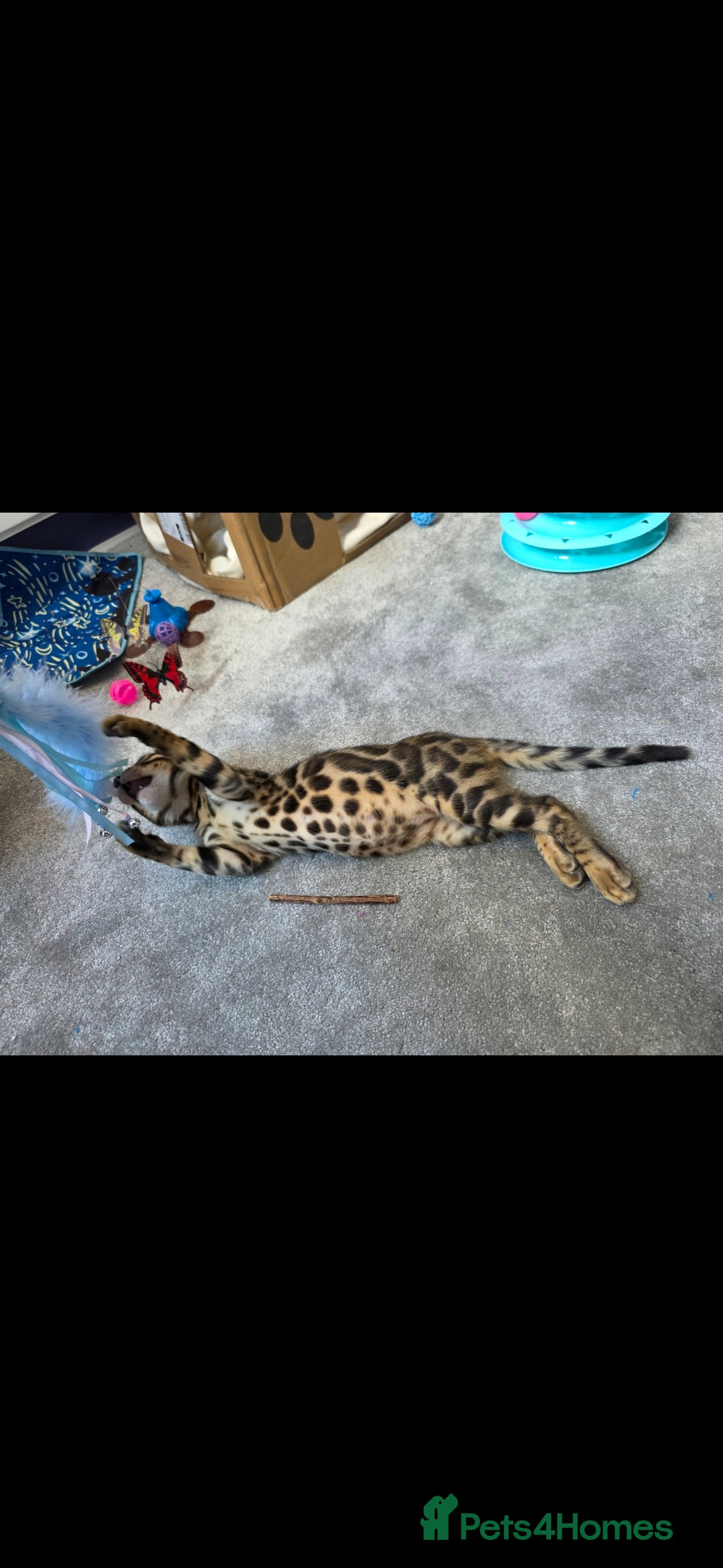 Ragdoll cats for sale: Bengal and Ragdoll - Image 3