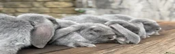 French Lop rabbits for sale: Stunning XL French lops  - Advert 6