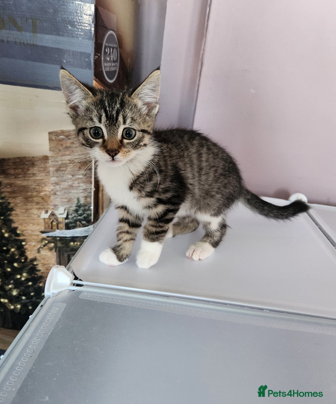 Mixed Breed cats for sale: 3 male grey and black tabbies  - Image 2