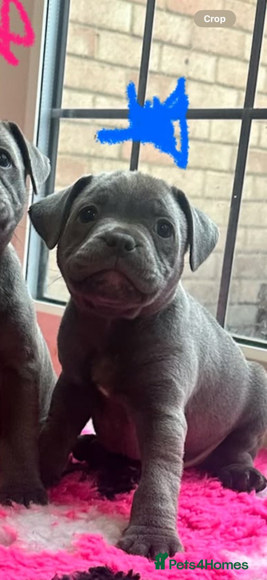 Staffordshire Bull Terrier dogs BEAUTIFUL BLUE STAFFY PUPPIES  - Advert 2