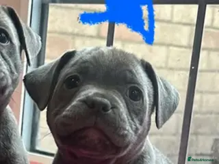 Staffordshire Bull Terrier dogs BEAUTIFUL BLUE STAFFY PUPPIES - Advert 1