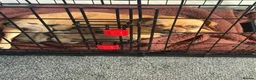 Chug dogs for sale: 4 adorable fur babies  - Advert 12