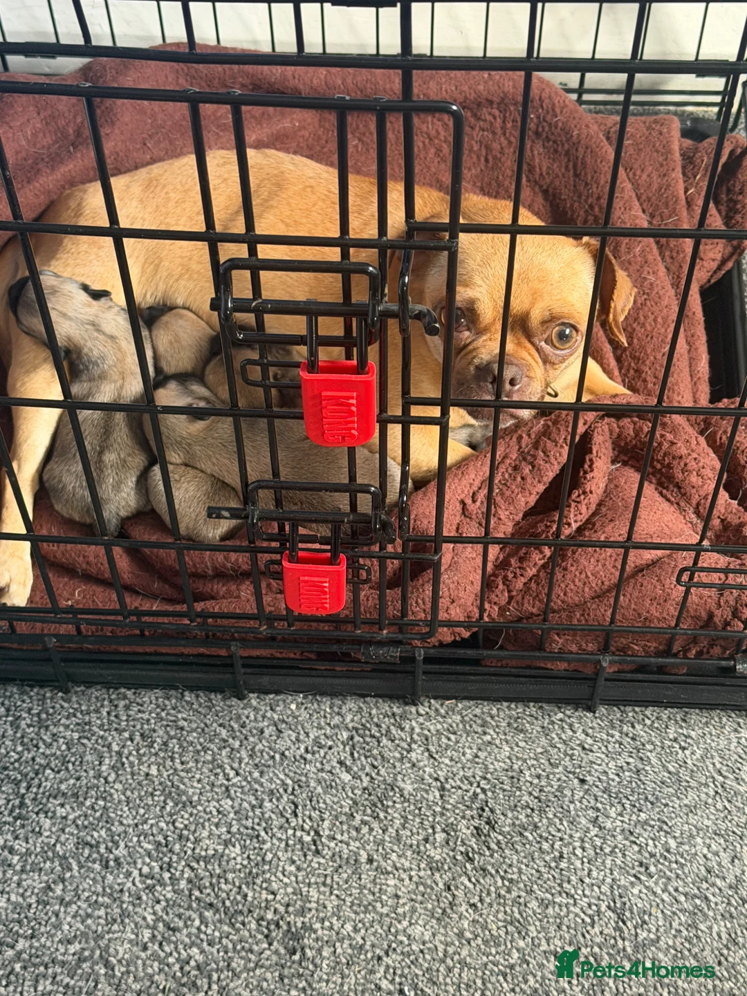Chug dogs for sale: 4 adorable fur babies  - Advert 12