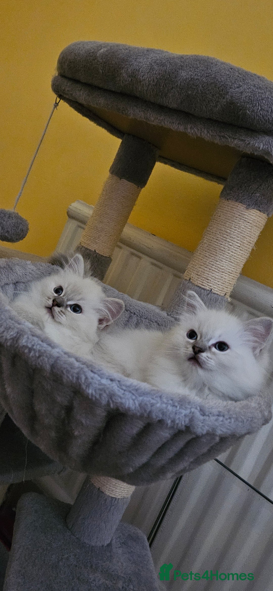 Ragdoll cats for sale: Tica registered Grand Champion Ragdoll kittens  - Image 5