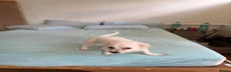 Mixed Breed dogs for sale: Beautiful maltese mix girl - Advert 11