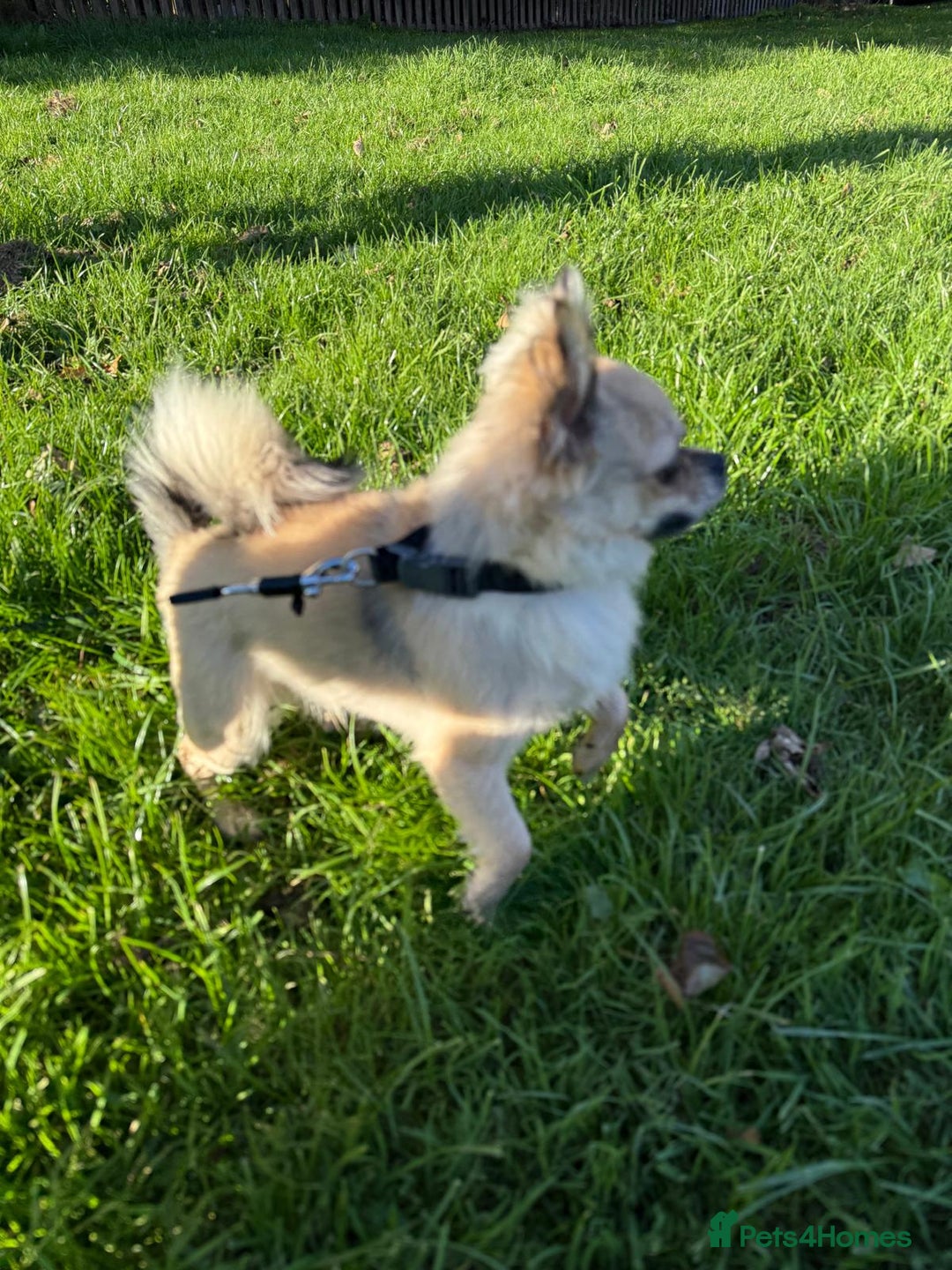 Chihuahua dogs for stud: Miloo - Advert 4