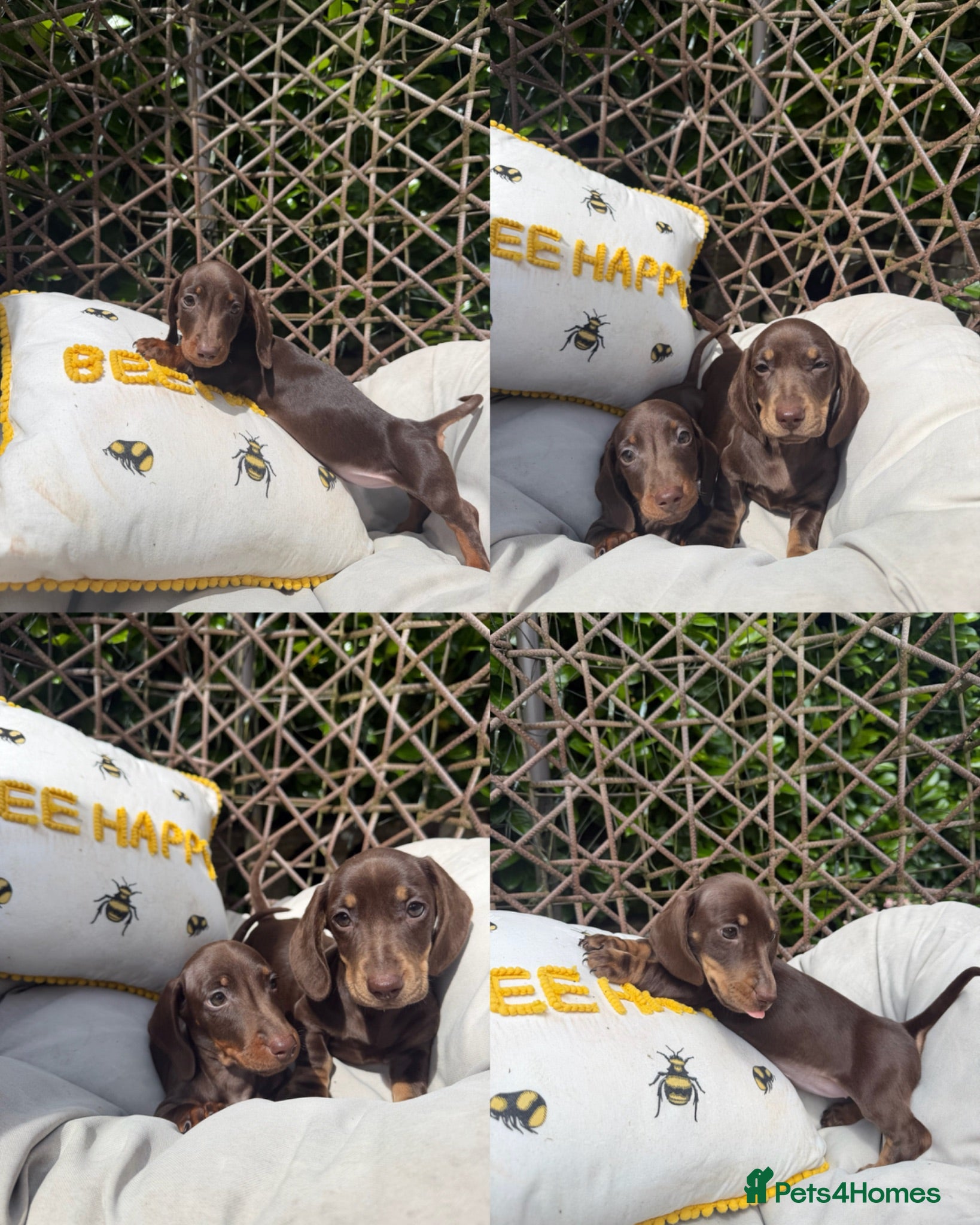 Miniature Dachshund dogs Miniature dachshund puppies - Advert 1