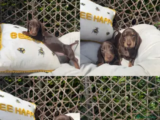Miniature Dachshund dogs Miniature dachshund puppies - Advert 1