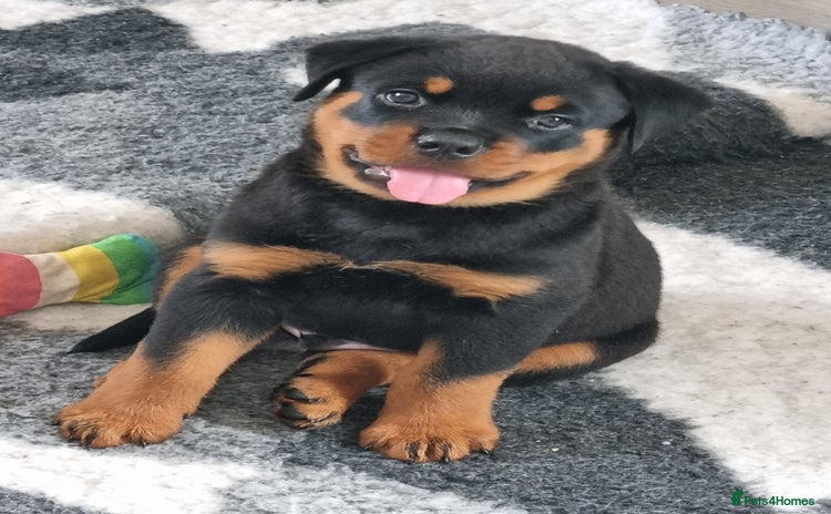 Rottweiler dogs - Advert 1