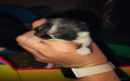 Mixed Breed cats for sale: Kittens - Image 13