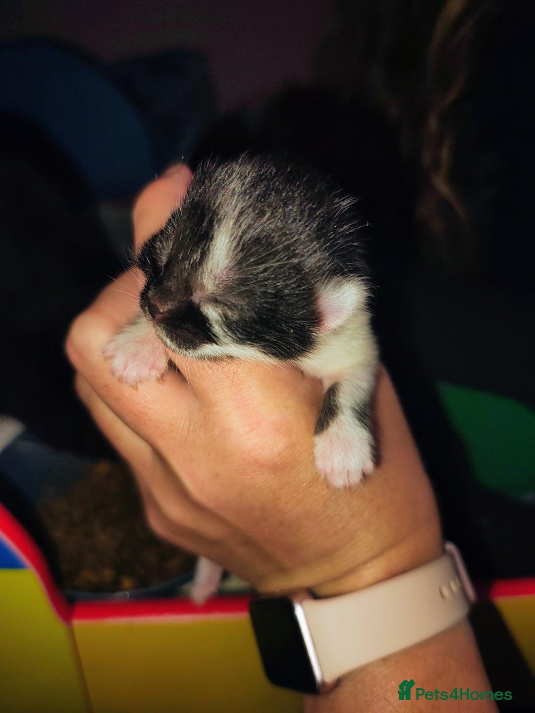 Mixed Breed cats for sale: Kittens - Image 13