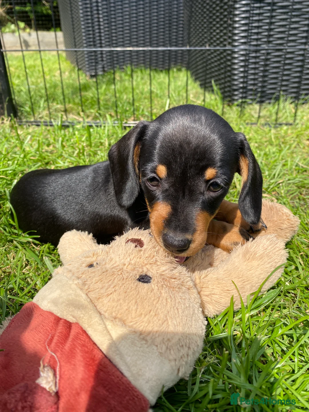 Miniature Dachshund dogs for stud: Kc, pra clear Miniature smooth dachshund. in King's Lynn - Advert 13