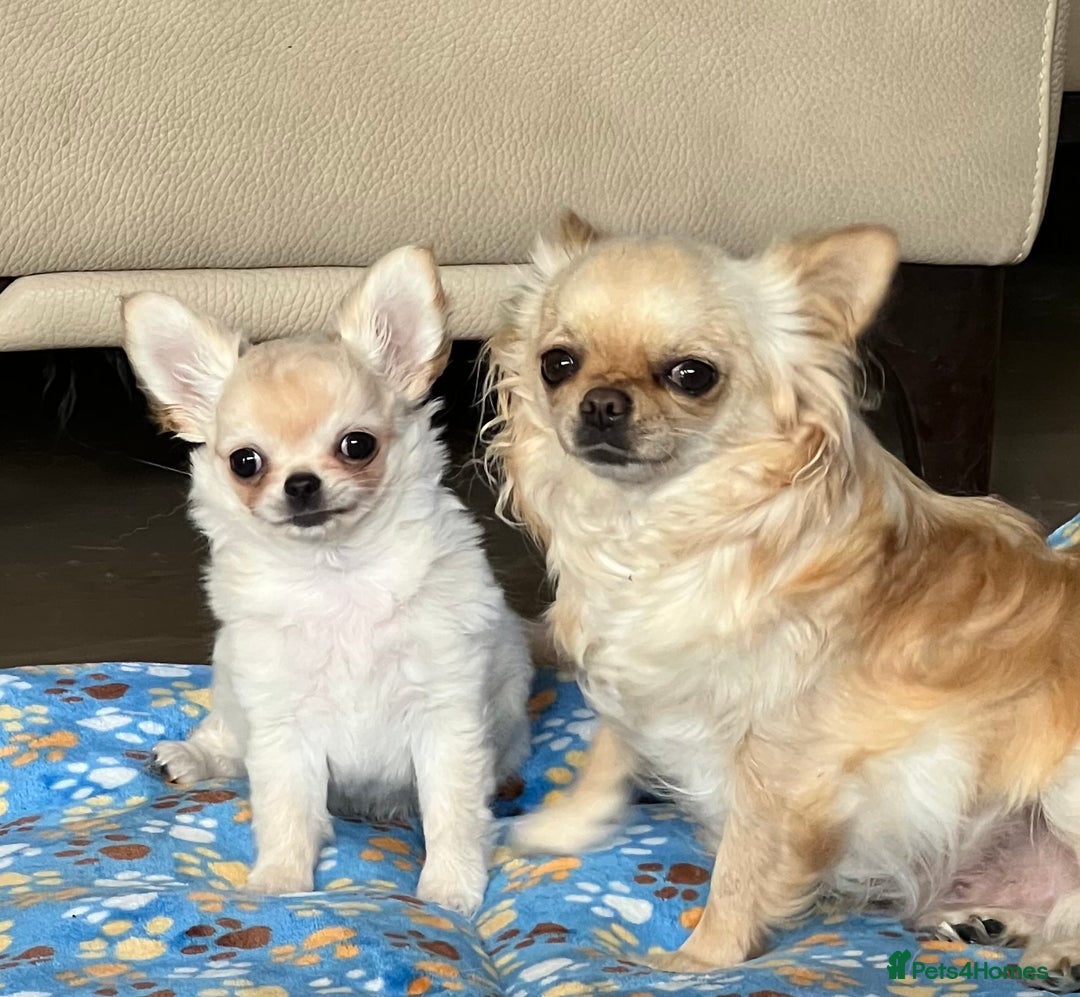 Chihuahua dogs for sale: “ Epic “ - Advert 4