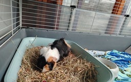 Guinea Pig rodents for sale: Herd of Guinea Pigs - Image 19