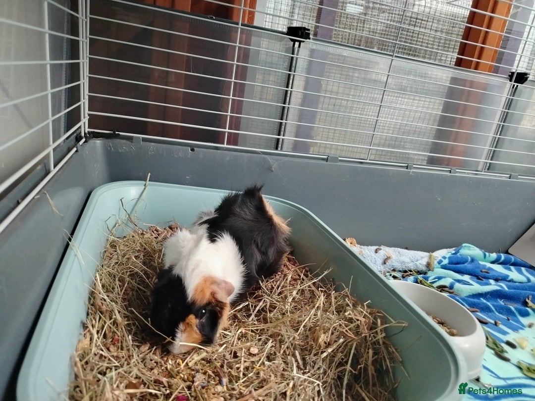 Guinea Pig rodents for sale: Herd of Guinea Pigs - Image 19