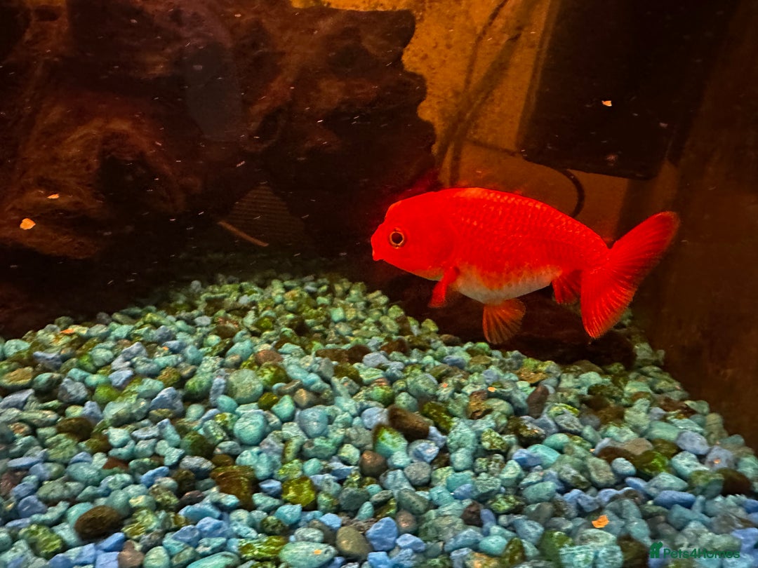 Fancy Goldfish fish for sale: 4 Fancy Goldfish  - Image 4
