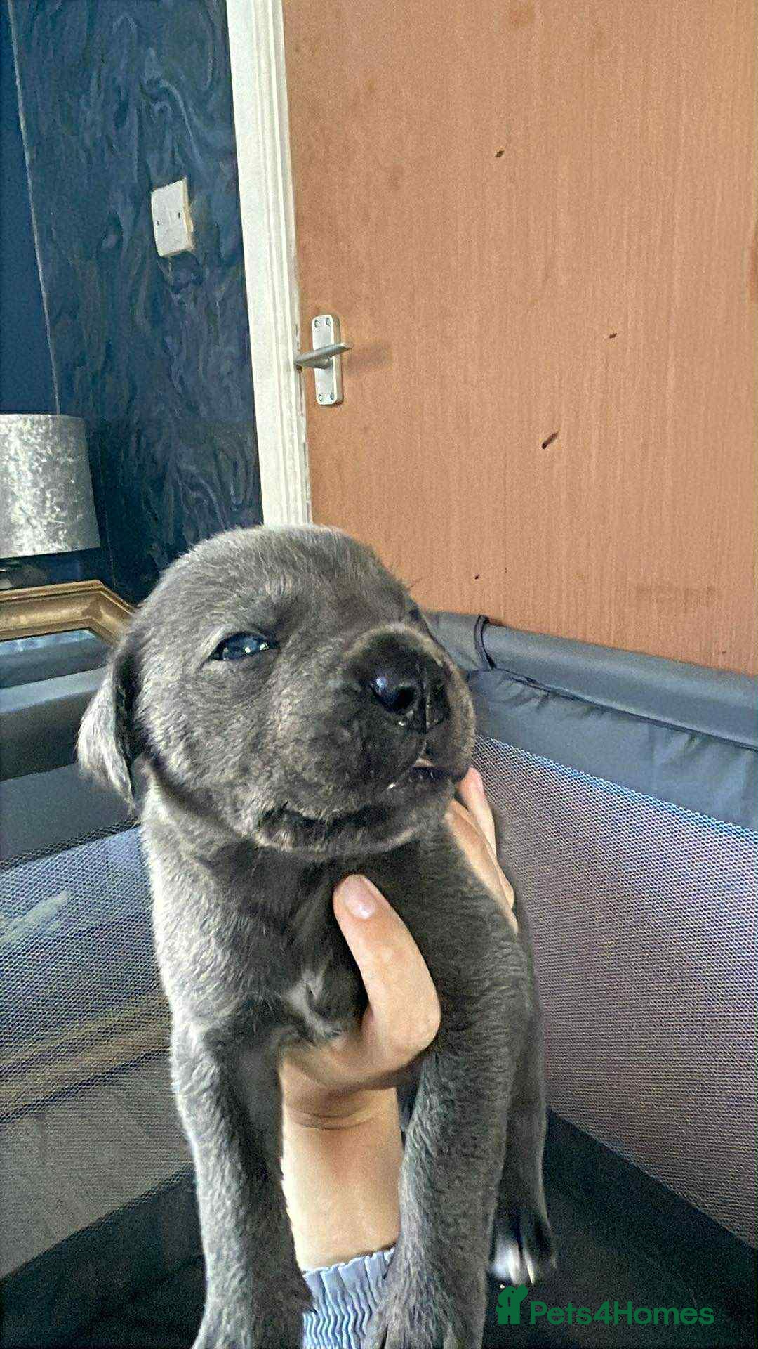 Cane Corso dogs for sale: Beautiful cane corso puppies  - Image 29