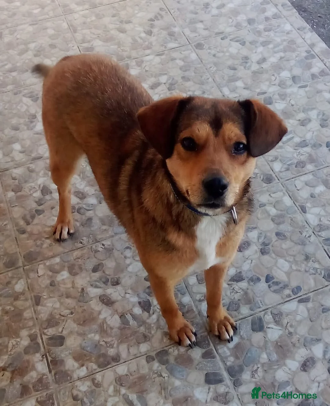 Mixed Breed dogs for adoption: ✨FOUND ON THE STREET, READY FOR HER SECOND CHANCE✨ - Advert 5