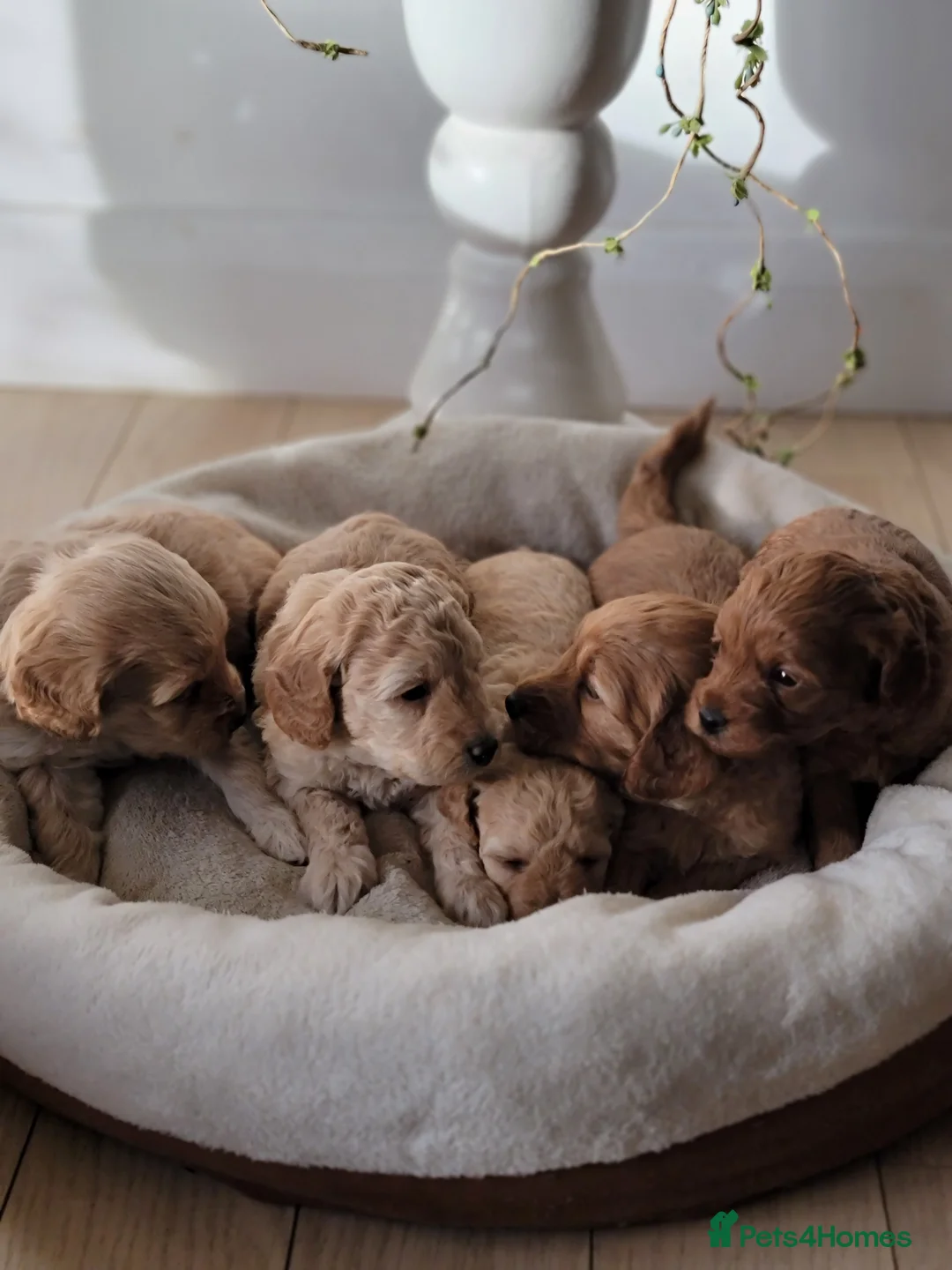 Maltipoo dogs for sale: F1b Maltipoo  - Advert 2