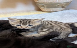 Mixed Breed cats for sale: Kittens for sale - Image 12