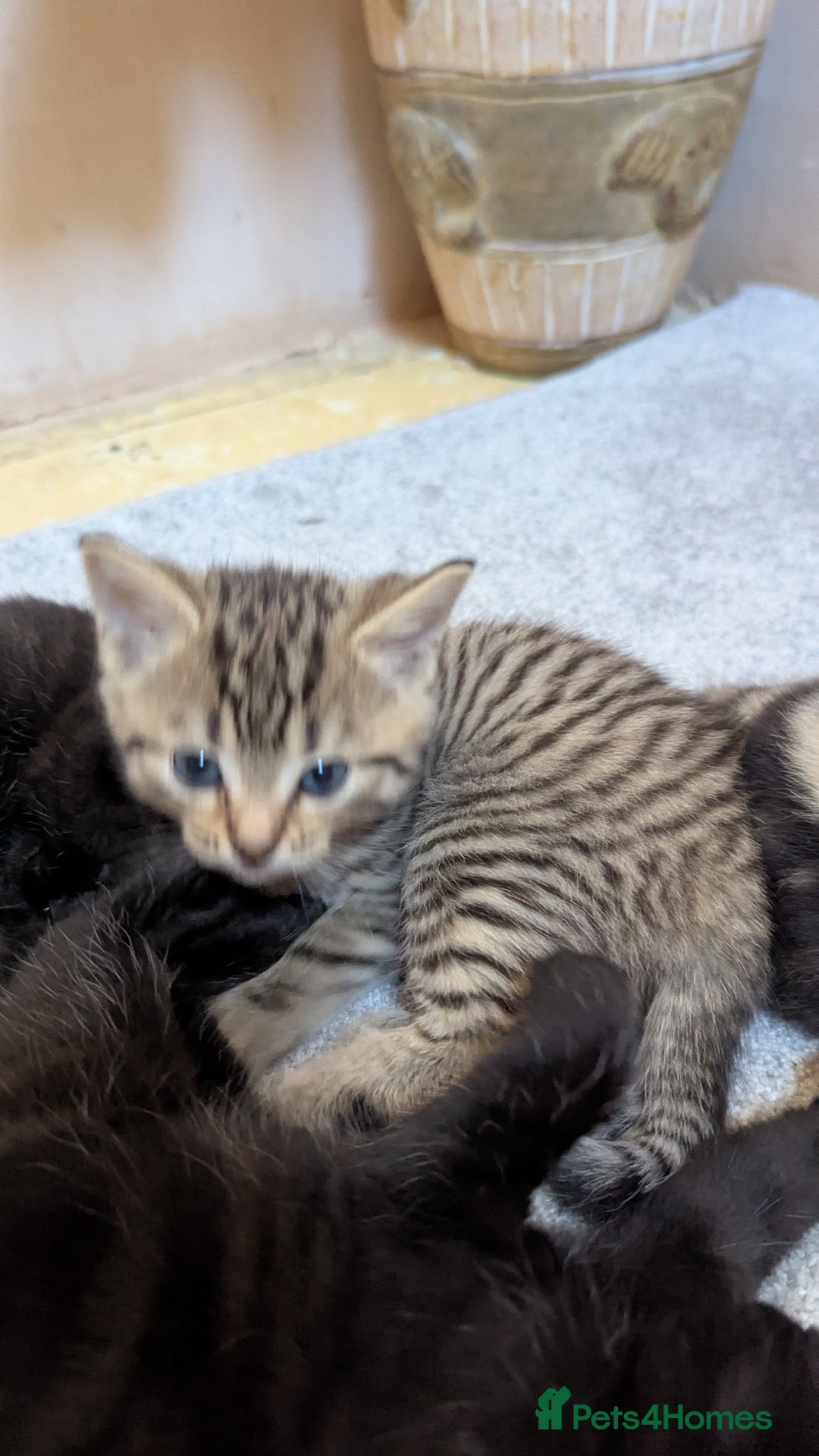 Mixed Breed cats for sale: Kittens for sale - Image 12