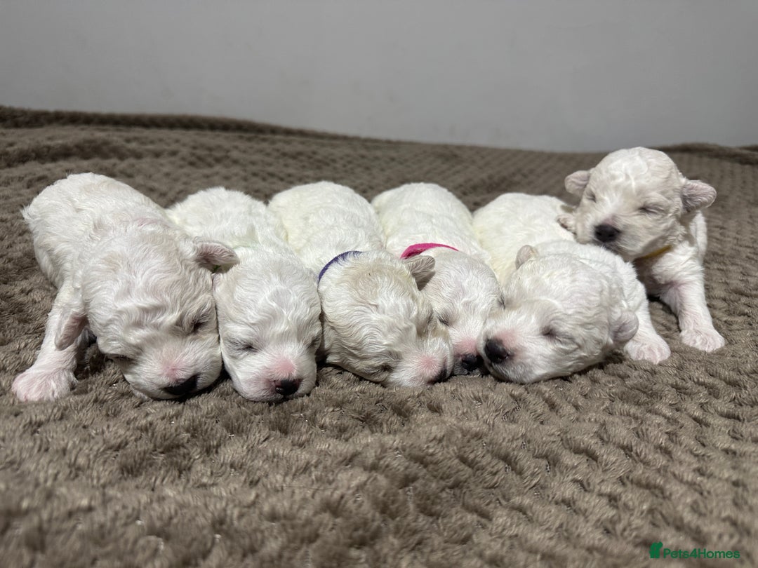 Bichon Frise dogs for stud: Stud KC registered Bichon Frise - Advert 4