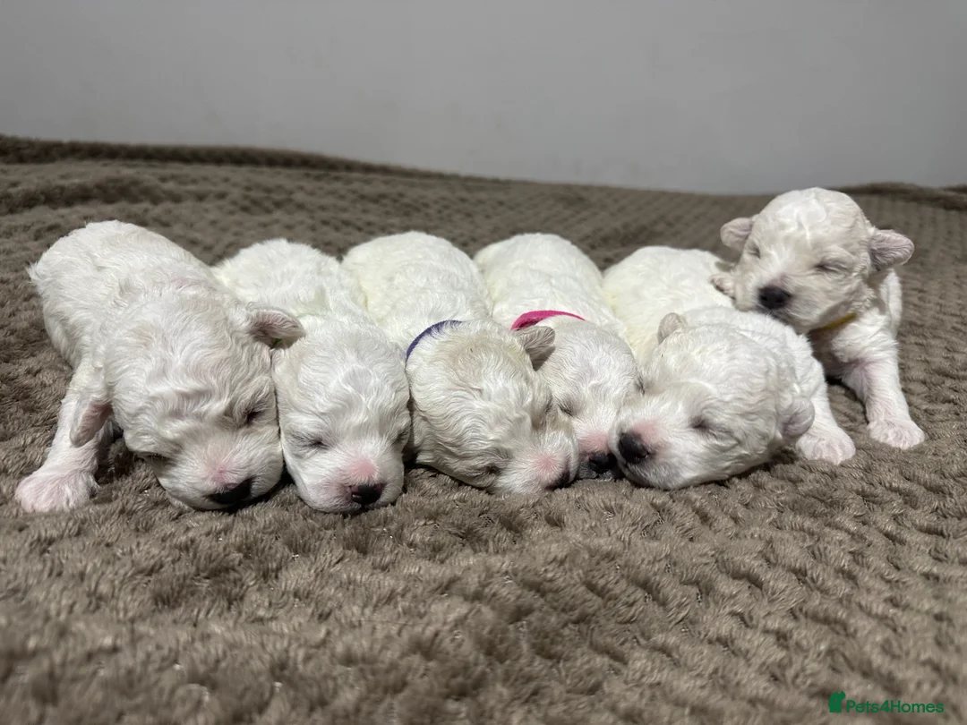 Bichon Frise dogs for stud: Stud KC Pedigree registered Bichon Frise - Advert 4