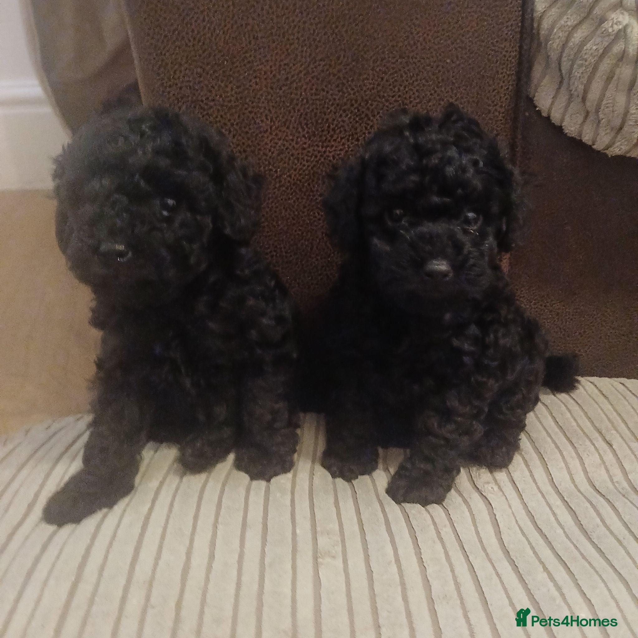 Toy Poodle dogs 🐶😍2 Gorgeous girls left😍Toy poodle pups🐶 😍  - Advert 18