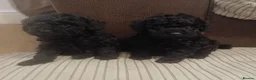 Toy Poodle dogs for sale: Ready to leave from 21st July 2x Gorgeous girls   - Advert 2