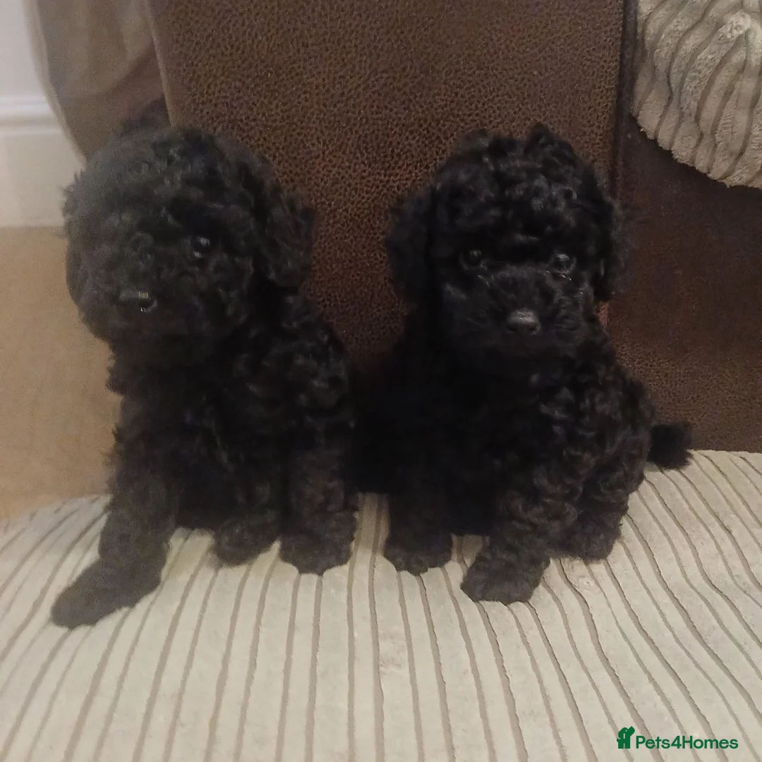 Toy Poodle dogs for sale: Ready to leave from 21st July 2x Gorgeous girls   - Advert 2