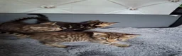 Mixed Breed cats for sale: 3 cutest females mixed bengal tabby kittens v - Advert 15