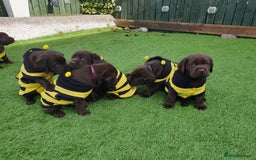 Labrador Retriever dogs for sale: Chocolate Labradors by FLASHMOUNT TENOR of TAGABEA - Image 3