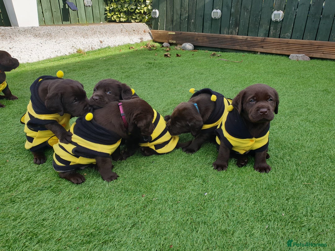 Labrador Retriever dogs for sale: Chocolate Labradors by FLASHMOUNT TENOR of TAGABEA - Image 3