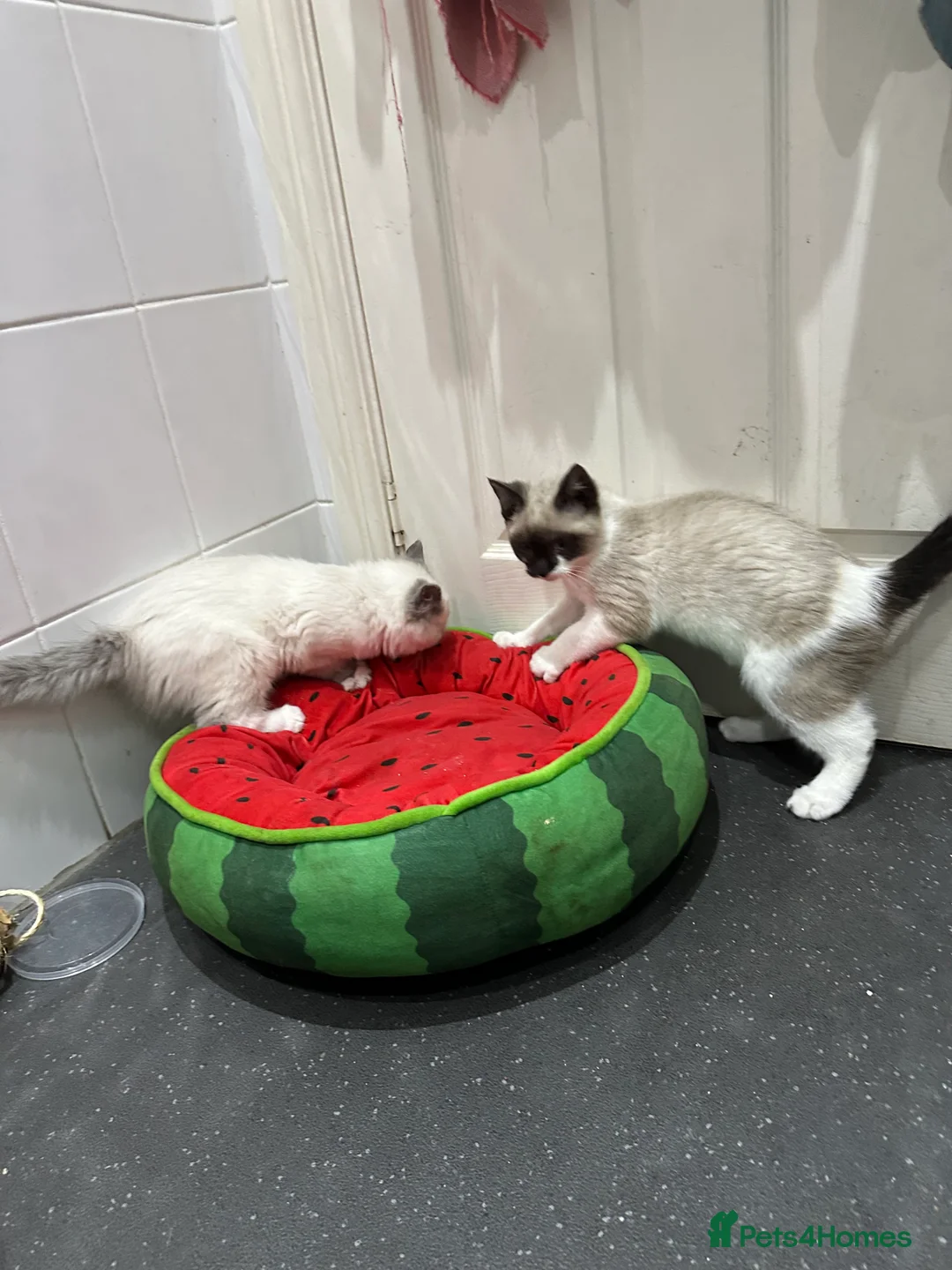 Ragdoll cats for sale: Ragdolls kitten 1 boy 2 girls Dob 12/11/25 - Advert 4