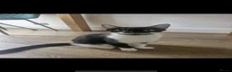 Mixed Breed cats for sale: Urgent Need Rehoming Mother and two male kitten in London - Advert 1