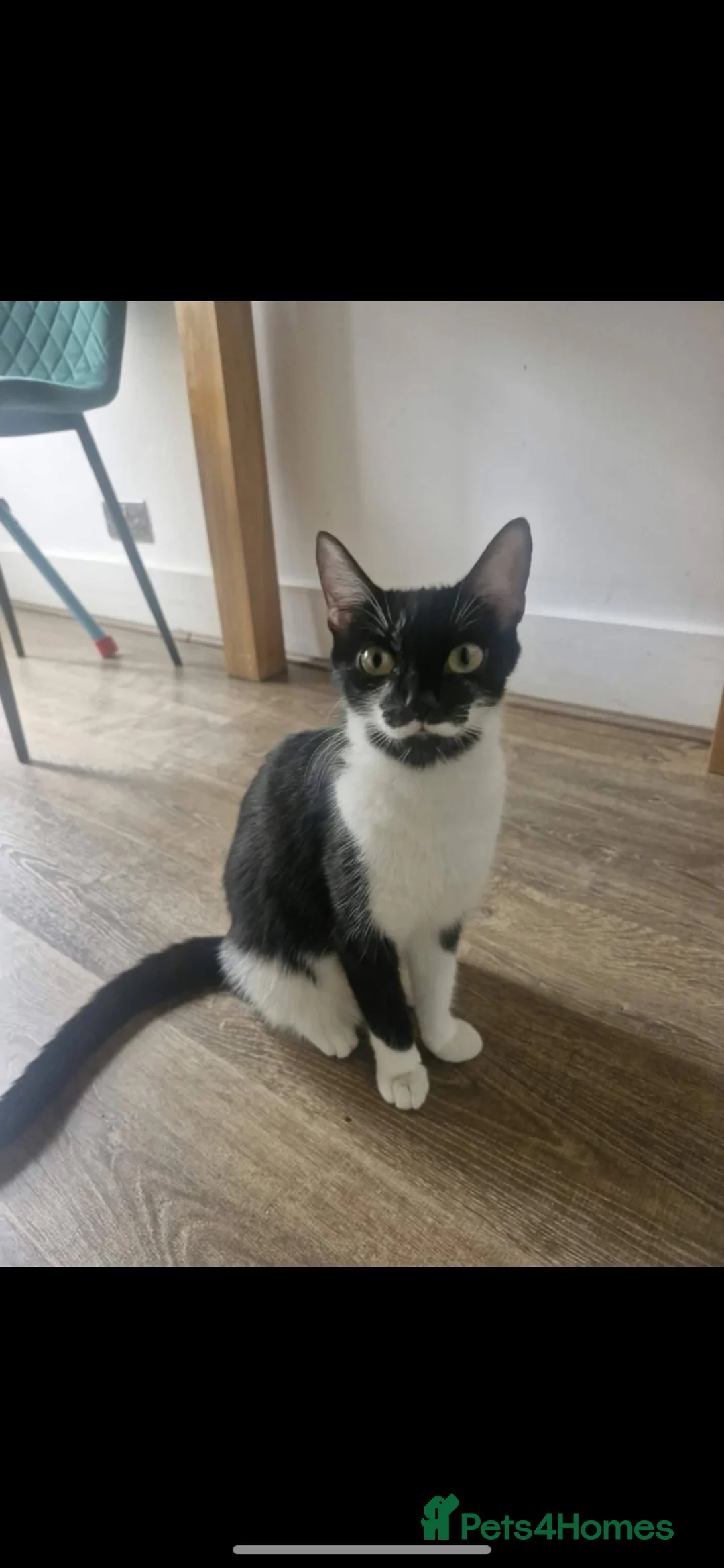 Mixed Breed cats for sale: Urgent Need Rehoming Mother and two male kitten in London - Advert 1