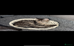 Maine Coon cats for sale: Maine coon x shorthair kittens available  - Image 4