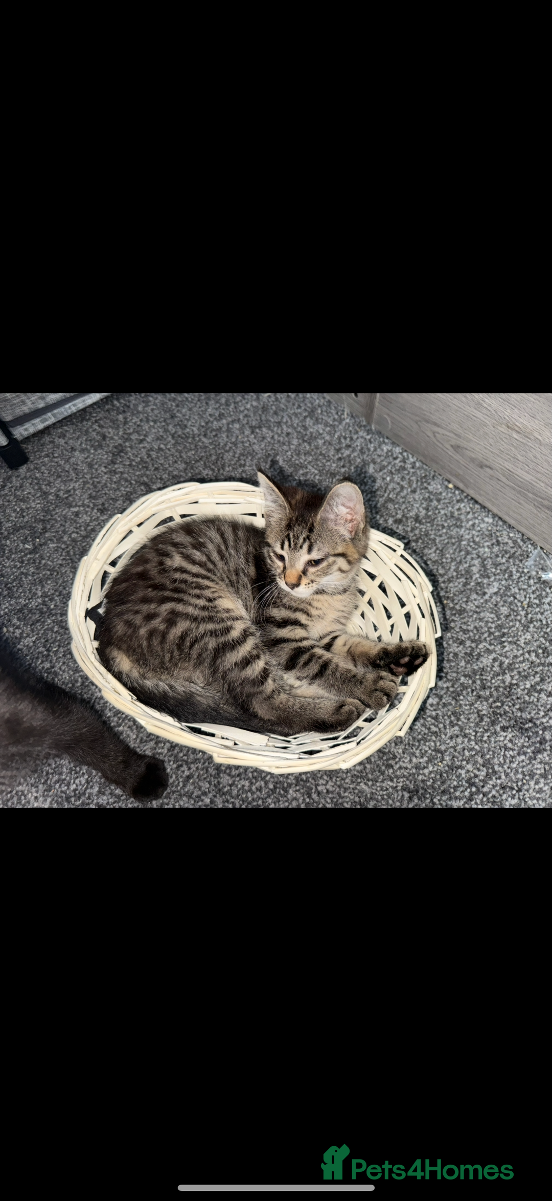 Maine Coon cats for sale: Maine coon x shorthair kittens available  - Image 4