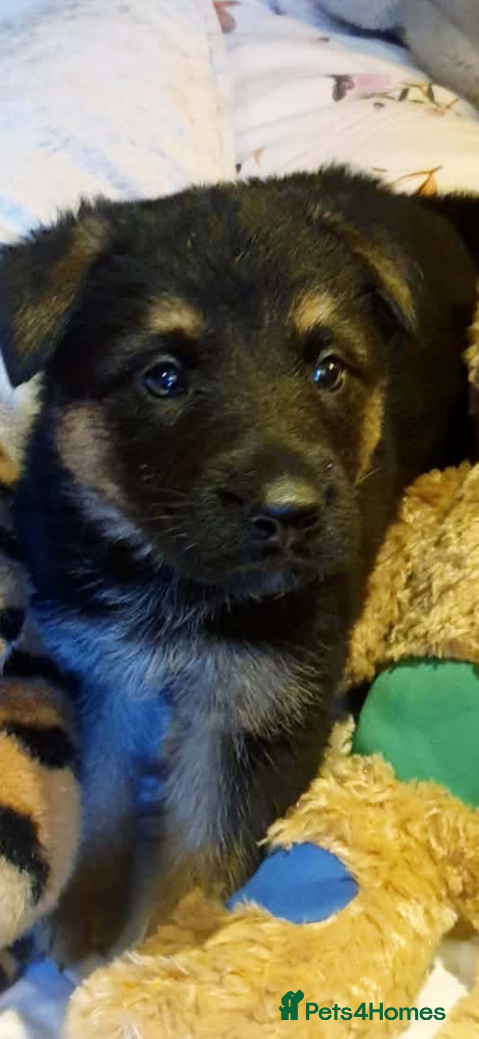 German Shepherd dogs German shepherd puppies - Advert 18