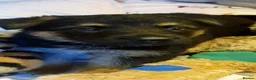 German Shepherd dogs for sale: German shepherd puppies - Advert 1