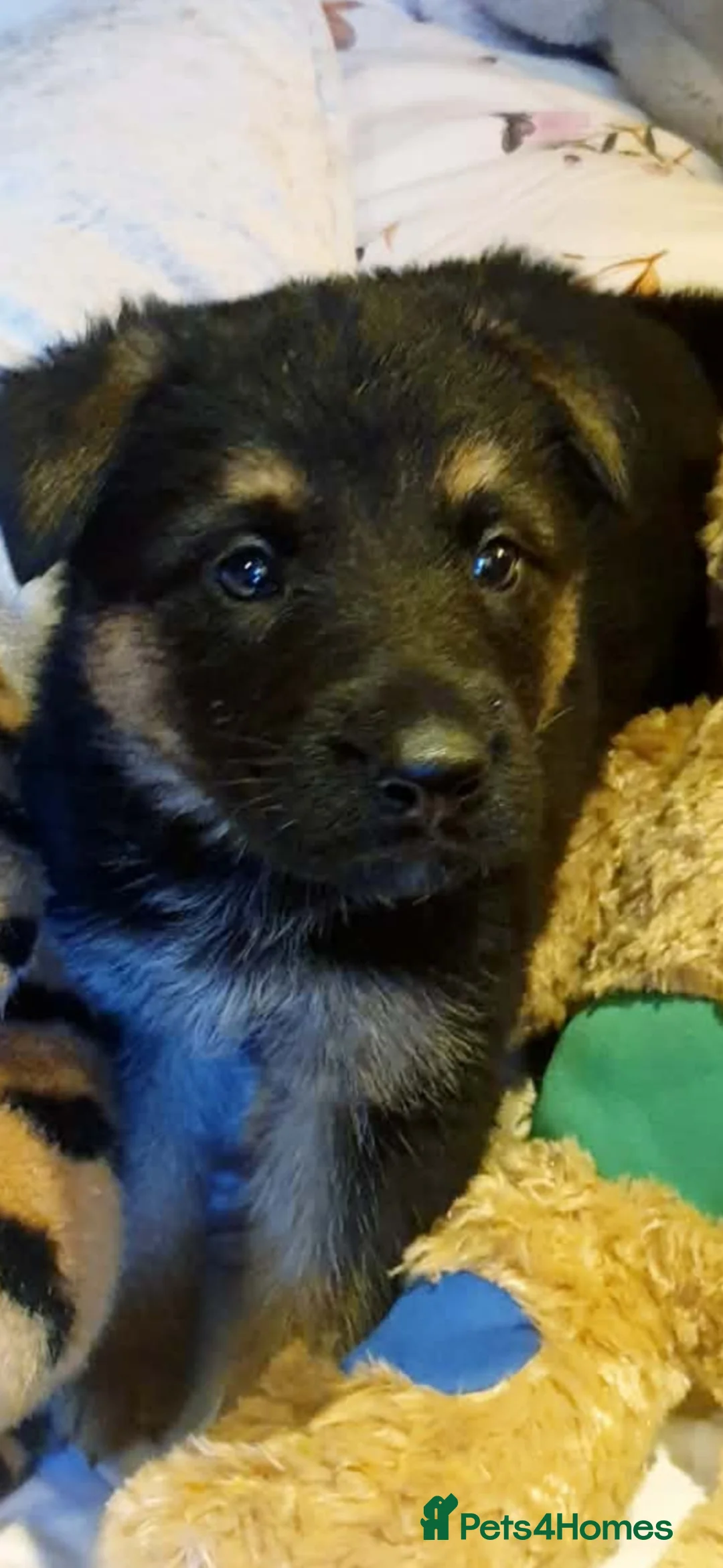 German Shepherd dogs for sale: German shepherd puppies - Advert 1