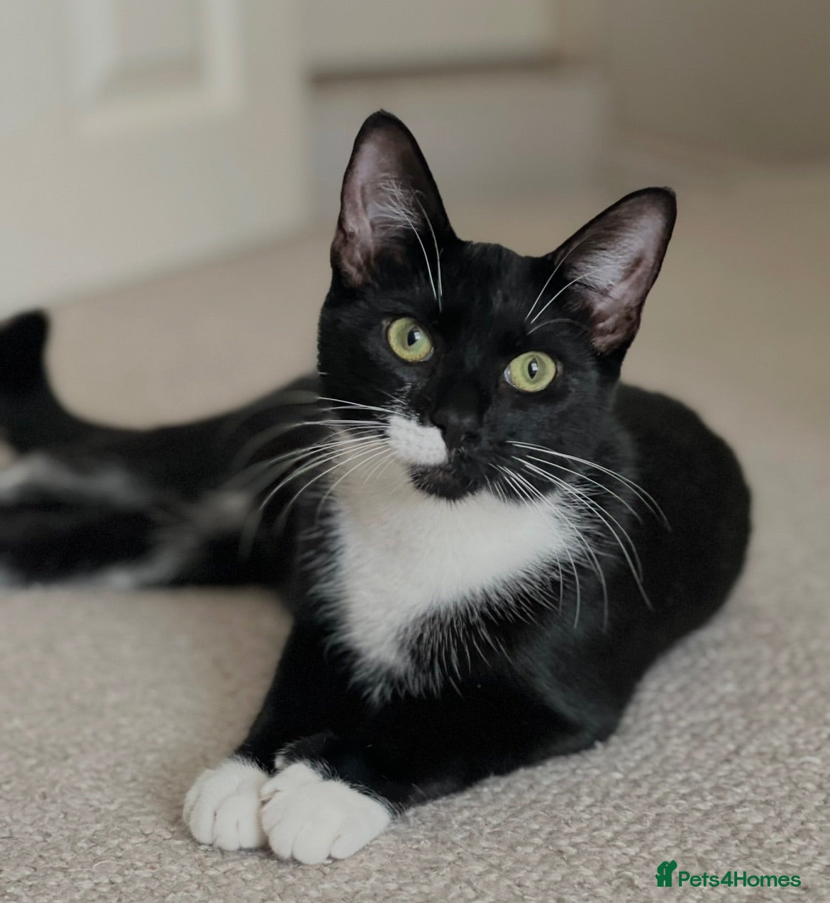 American Shorthair cats Warm & Family-Focused 🐾  - Advert 16