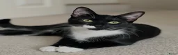 American Shorthair cats for sale: Warm & Family-Focused 🐾  - Advert 1